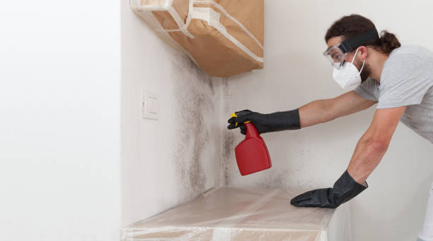 Basement Mold Remediation treatment on basement walls in Onemo